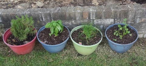 From left, rosemary, basil, chilves, cilantro.